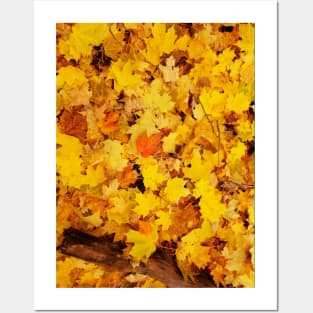 Fall leaves Posters and Art